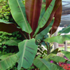 Banana 'Bordelon' (Musa)