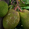 Jackfruit 'Borneo'  (Artocarpus heterophyllus)