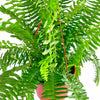 Kimberly Queen Fern