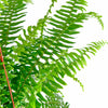 Kimberly Queen Fern