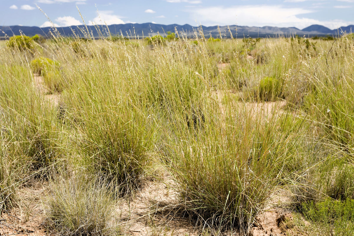 Mesquite / Sideoats Grass Ornamental Bouteloua Curtipendula Seeds – photo 4