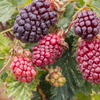 Boysenberry (Rubus ursinus × idaeus × brambles hybrid) – live plant