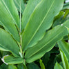 Cardamom (Elettaria cardamomum)