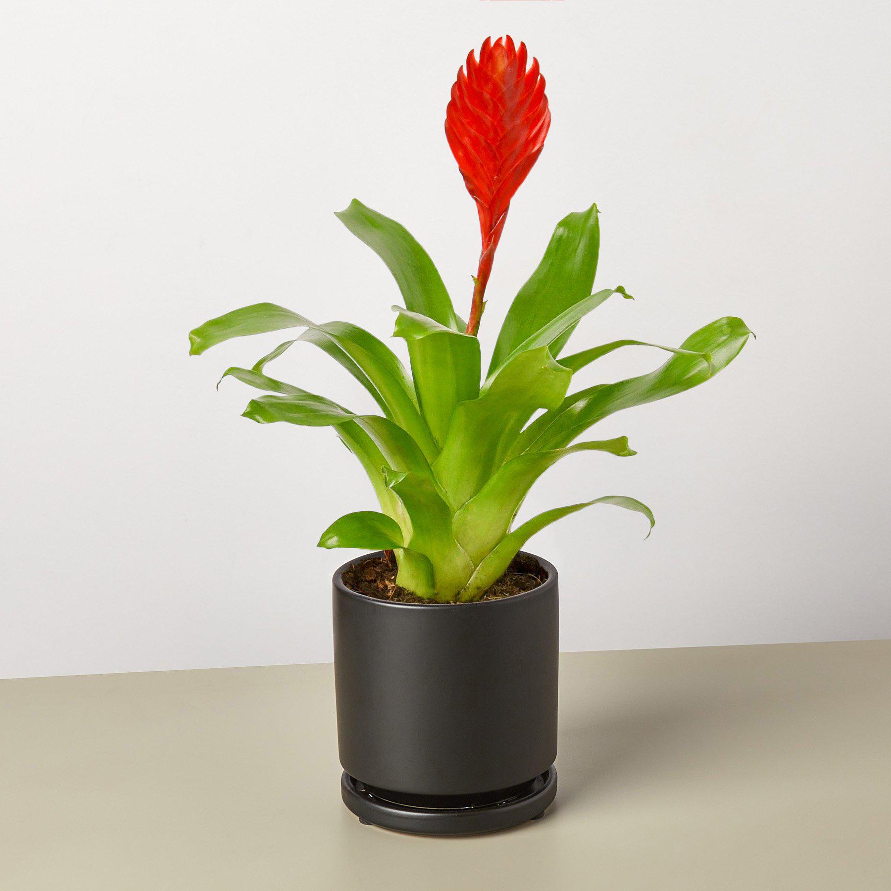 Bromeliad 'Christiane'