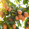 Sapodilla 'Brown Sugar' (Manilkara zapota)