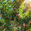 Sapodilla, Seedling (Manilkara zapota)