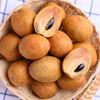 Sapodilla, Seedling (Manilkara zapota)