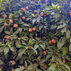Mamey Sapote 'Magana' (Pouteria sapota)