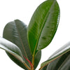Ficus Elastica 'Burgundy'