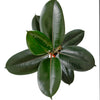 Ficus Elastica 'Burgundy'