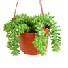 Sedum morganianum 'Burro's Tail'