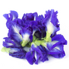 Butterfly Pea (Clitoria ternatea)