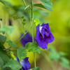 Butterfly Pea (Clitoria ternatea)