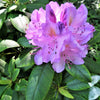 40 CAROLINA RHODODENDRON Carolinianum Dwarf Azalea Pink Purple Flower Shrub Seeds
