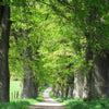 5 LAUREL OAK TREE Quercus Hemisphaerica Native aka Darlington Coastal & Sand Laurel Oak Seeds