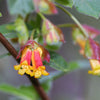 25 TWINBERRY HONEYSUCKLE Lonicera Involucrata California Bearberry Black Twin Berry Endangered Native Sun or Shade Shrub Yellow Red Hummingbird Flower Seeds