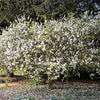 5 HARDY ORANGE TREE Trifoliate Citrus Trifoliata Poncirus Fruit White Flower Seeds