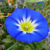 40 Dwarf BLUE FLASH MORNING GLORY Convolvulus Tricolor Violet Blue White & Yellow Flower Vine Seeds