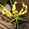 10 YELLOW GLORIOSA LILY Flame Lily Gloriosa Lutea Flower Vine Seeds