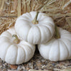 15 WHITE Baby Boo MINI PUMPKIN Miniature Cucurbita Pepo Vegetable Seeds