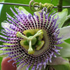 10 SWEET GRANADILLA Yellow Passionfruit Grenadia Sugar Fruit Passiflora Ligularis Huge Purple & White Flower Yellow Orange Fruit Vine Seeds