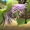 10 SWEET GRANADILLA Yellow Passionfruit Grenadia Sugar Fruit Passiflora Ligularis Huge Purple & White Flower Yellow Orange Fruit Vine Seeds