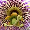 10 SWEET GRANADILLA Yellow Passionfruit Grenadia Sugar Fruit Passiflora Ligularis Huge Purple & White Flower Yellow Orange Fruit Vine Seeds