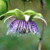 10 SWEET GRANADILLA Yellow Passionfruit Grenadia Sugar Fruit Passiflora Ligularis Huge Purple & White Flower Yellow Orange Fruit Vine Seeds