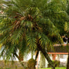 Pygmy Date Palm Seeds – Phoenix Roebelenii Dwarf Miniature Ornamental Fruit Tree Houseplant – photo 6