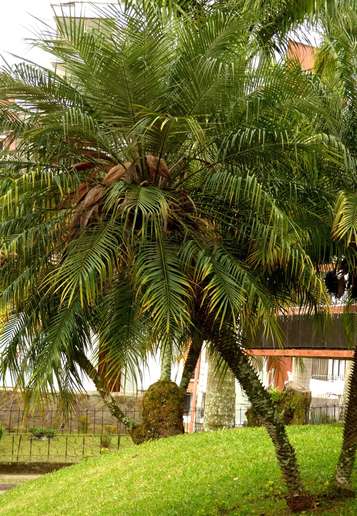 Pygmy Date Palm Seeds – Phoenix Roebelenii Dwarf Miniature Ornamental Fruit Tree Houseplant – photo 6