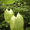 5 AMERICAN BLADDERNUT Tree Staphylea Trifolia Shrub Green Pod White Flower Seeds