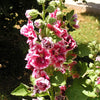 50 Dwarf Double HOLLYHOCK MAJORETTE MIX Alcea Rosea Red Pink White Maroon Yellow Mixed Color Flower Seeds