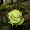 5 GREEN ROSE Rosa Bush Shrub Perennial Flower Seeds
