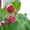 20 PURPLE FLOWERING RASPBERRY Thornless Edible Rubus Odoratus Fruit Berry Seeds