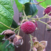 20 PURPLE FLOWERING RASPBERRY Thornless Edible Rubus Odoratus Fruit Berry Seeds