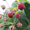 20 PURPLE FLOWERING RASPBERRY Thornless Edible Rubus Odoratus Fruit Berry Seeds