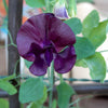 20 Royal MAROON SWEET PEA Lathyrus Odoratus Vine Dark Red Fragrant Flower Seeds