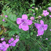 100 FALSE PURPLE FOXGLOVE Rose Gerardia Wetland Agalinis Purpurea Flower Seeds