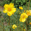300 YELLOW BLAZING STAR Mentzelia Lindleyi Bartonia Evening Star Native Flower Seeds