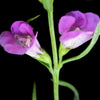 100 FALSE PURPLE FOXGLOVE Rose Gerardia Wetland Agalinis Purpurea Flower Seeds