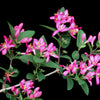 50 Tatarian Asian HONEYSUCKLE Lonicera Tatarica Pink Flower Shrub Bush Seeds