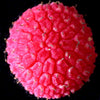 20 PURPLE FLOWERING RASPBERRY Thornless Edible Rubus Odoratus Fruit Berry Seeds
