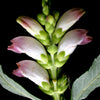 50 WHITE TURTLEHEAD Chelone Glabra Flower Seeds