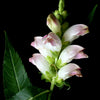 50 WHITE TURTLEHEAD Chelone Glabra Flower Seeds