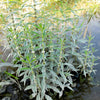 20 WATER HOREHOUND Lycopus Americanus American Bugleweed Herb Flower Seeds