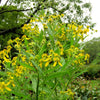 250 Wingstem / YELLOW IRONWEED Verbesina Alternifolia Flower Seeds