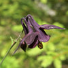 20 BLACK COLUMBINE Dark Columbine Aquilegia Atrata Deep Purple Flower Seeds