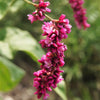 10 KISS ME OVER THE GARDEN GATE Princess Feather Polygonum Orientale Persicaria Orientalis Magenta Pink Flower Herb Seeds
