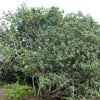 10 PORTIA TREE Yellow Pink Purple Flowers Change Color Pacific Rosewood Tulip Thespesia Populnea Seeds