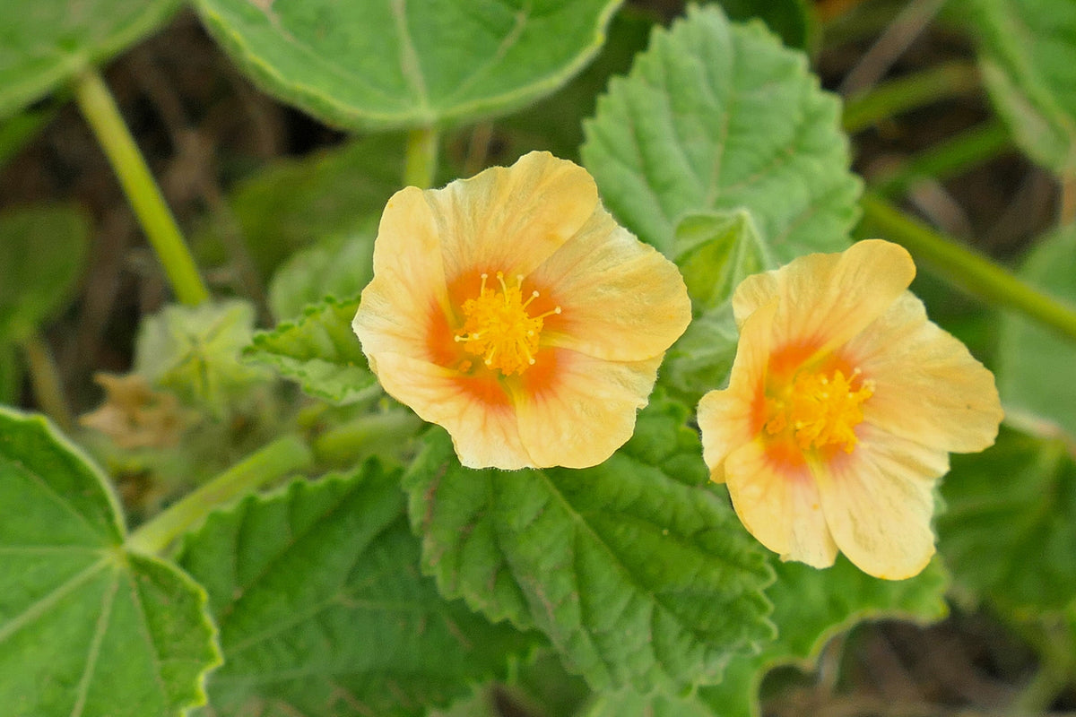 100 Country Mallow Seeds – (Bala / Flannel Weed) Sida Cordifolia Flower